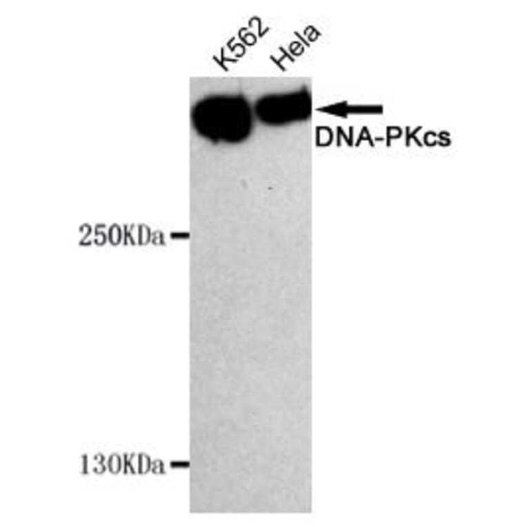 Anti-DNA-PKCS Antibody from Bioworld Technology (MB0134) - Antibodies.com