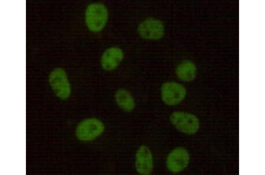 Anti-DNA-PKCS Antibody from Bioworld Technology (MB0134) - Antibodies.com