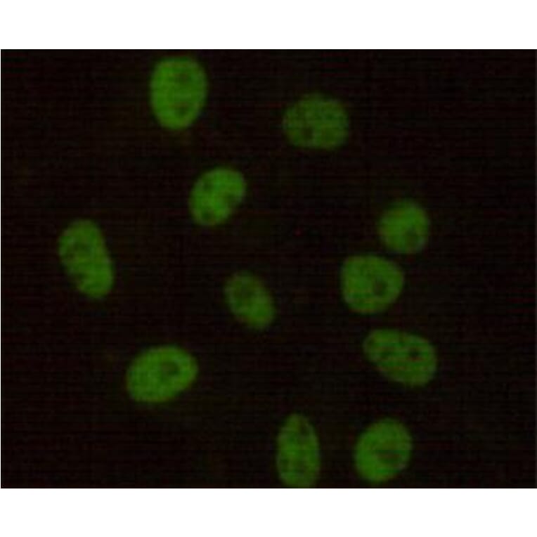 Anti-DNA-PKCS Antibody from Bioworld Technology (MB0134) - Antibodies.com