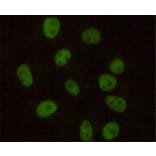 Anti-DNA-PKCS Antibody from Bioworld Technology (MB0134) - Antibodies.com