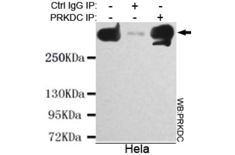 Anti-DNA-PKCS Antibody from Bioworld Technology (MB0134) - Antibodies.com