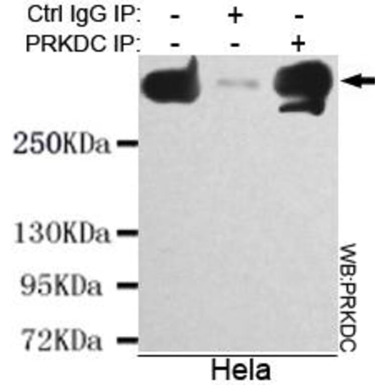 Anti-DNA-PKCS Antibody from Bioworld Technology (MB0134) - Antibodies.com