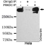 Anti-DNA-PKCS Antibody from Bioworld Technology (MB0134) - Antibodies.com