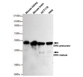 Anti-TNFRSF10B / DR5 Antibody from Bioworld Technology (MB0135) - Antibodies.com