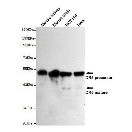 Anti-TNFRSF10B / DR5 Antibody from Bioworld Technology (MB0135) - Antibodies.com