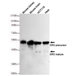 Anti-TNFRSF10B / DR5 Antibody from Bioworld Technology (MB0135) - Antibodies.com