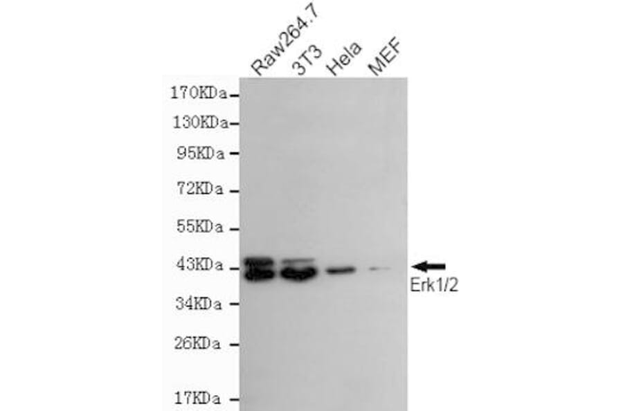 Anti-ERK1/2 Antibody from Bioworld Technology (MB0136) - Antibodies.com