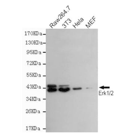 Anti-ERK1/2 Antibody from Bioworld Technology (MB0136) - Antibodies.com