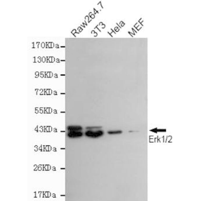 Anti-ERK1/2 Antibody from Bioworld Technology (MB0136) - Antibodies.com