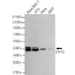 Anti-ERK1/2 Antibody from Bioworld Technology (MB0136) - Antibodies.com
