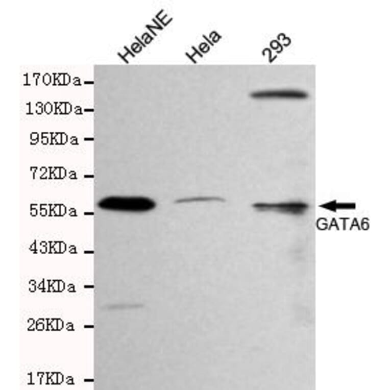 Anti-GATA-6 Antibody from Bioworld Technology (MB0137) - Antibodies.com
