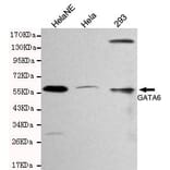Anti-GATA-6 Antibody from Bioworld Technology (MB0137) - Antibodies.com