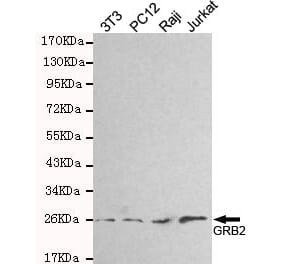 Anti-GRB2 Antibody from Bioworld Technology (MB0138) - Antibodies.com