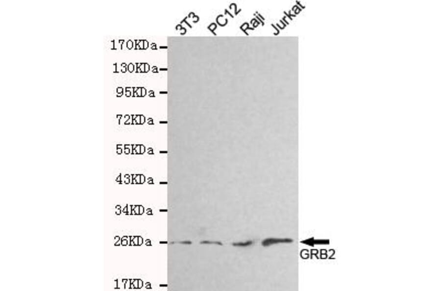 Anti-GRB2 Antibody from Bioworld Technology (MB0138) - Antibodies.com