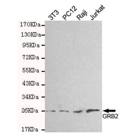 Anti-GRB2 Antibody from Bioworld Technology (MB0138) - Antibodies.com