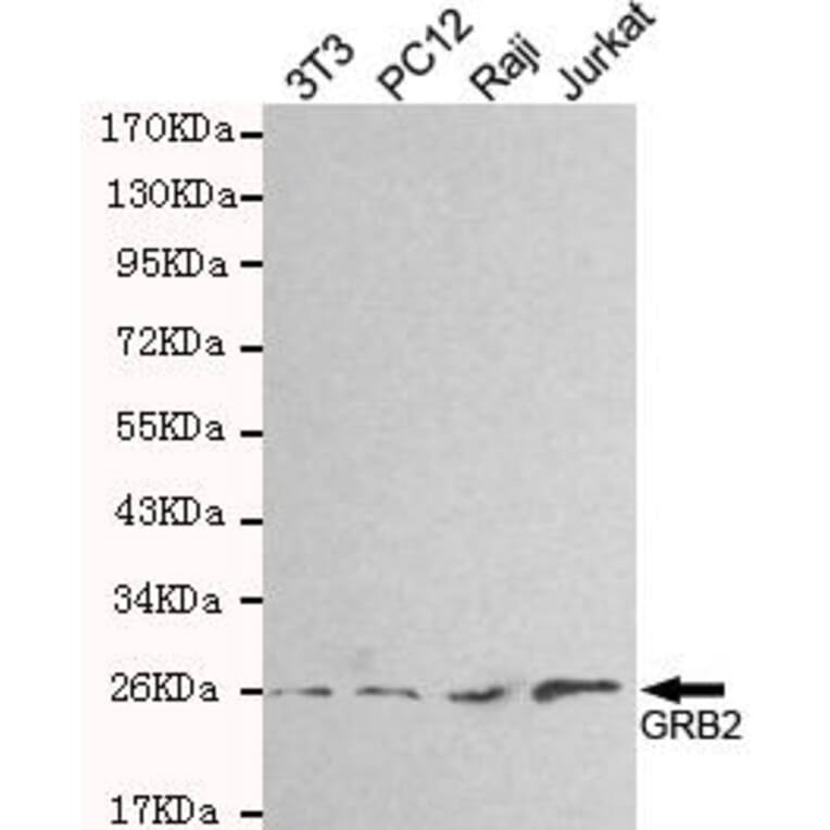 Anti-GRB2 Antibody from Bioworld Technology (MB0138) - Antibodies.com
