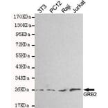 Anti-GRB2 Antibody from Bioworld Technology (MB0138) - Antibodies.com