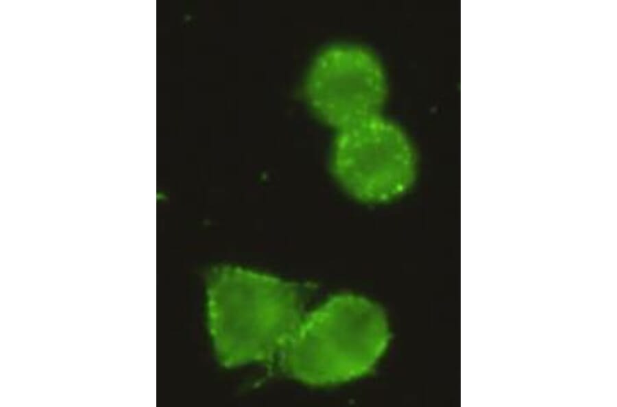 Anti-HXK I / HK1 Antibody from Bioworld Technology (MB0140) - Antibodies.com