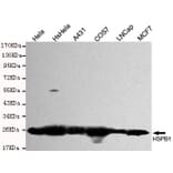 Anti-HSP27 Antibody from Bioworld Technology (MB0141) - Antibodies.com
