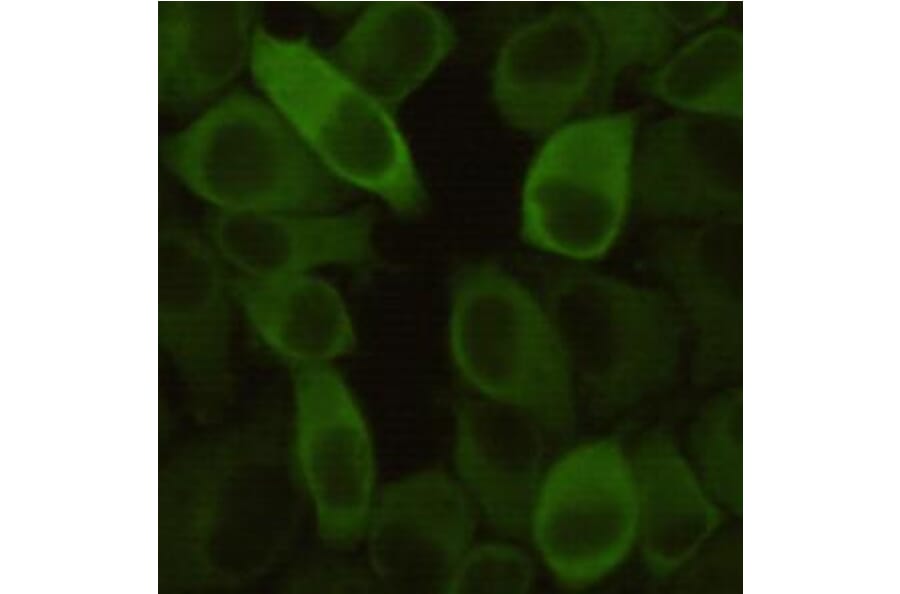 Anti-HSP27 Antibody from Bioworld Technology (MB0141) - Antibodies.com