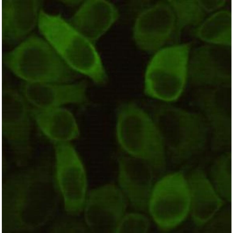 Anti-HSP27 Antibody from Bioworld Technology (MB0141) - Antibodies.com