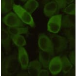 Anti-HSP27 Antibody from Bioworld Technology (MB0141) - Antibodies.com