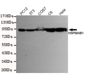 Anti-HSP90B Antibody from Bioworld Technology (MB0142) - Antibodies.com
