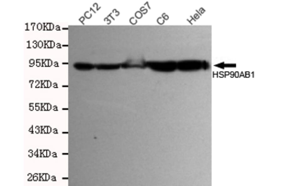 Anti-HSP90B Antibody from Bioworld Technology (MB0142) - Antibodies.com