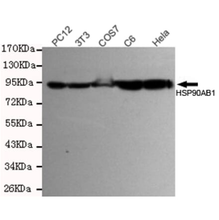 Anti-HSP90B Antibody from Bioworld Technology (MB0142) - Antibodies.com
