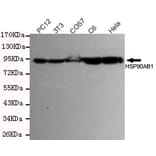 Anti-HSP90B Antibody from Bioworld Technology (MB0142) - Antibodies.com