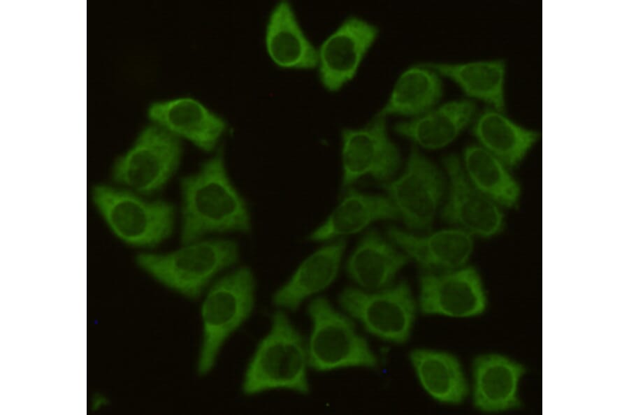 Anti-HSP90B Antibody from Bioworld Technology (MB0142) - Antibodies.com