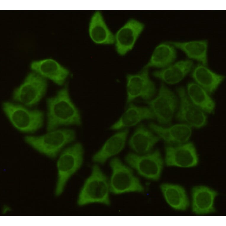 Anti-HSP90B Antibody from Bioworld Technology (MB0142) - Antibodies.com