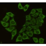 Anti-HSP90B Antibody from Bioworld Technology (MB0142) - Antibodies.com