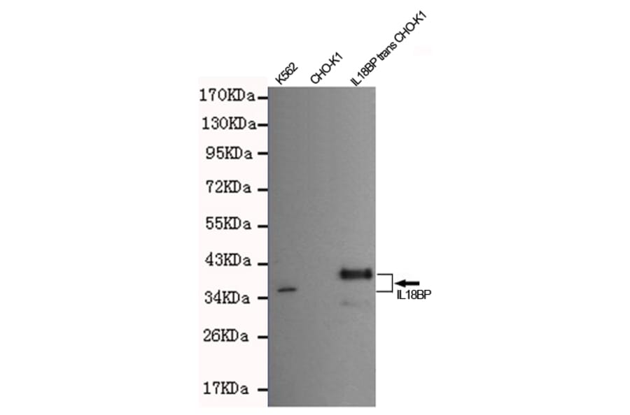 Anti-IL18BP Antibody from Bioworld Technology (MB0143) - Antibodies.com