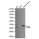 Anti-IL18BP Antibody from Bioworld Technology (MB0143) - Antibodies.com