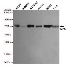 Anti-IMP3 Antibody from Bioworld Technology (MB0144) - Antibodies.com