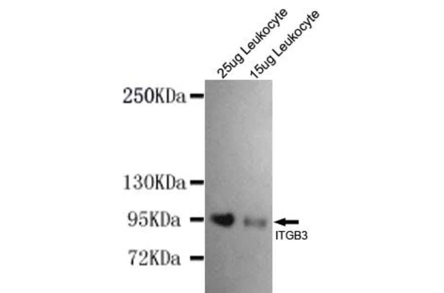 Anti-Integrin β3 (N-terminus) Antibody from Bioworld Technology (MB0145) - Antibodies.com