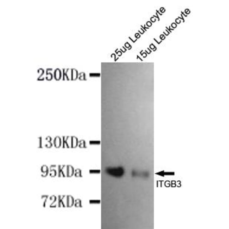 Anti-Integrin β3 (N-terminus) Antibody from Bioworld Technology (MB0145) - Antibodies.com