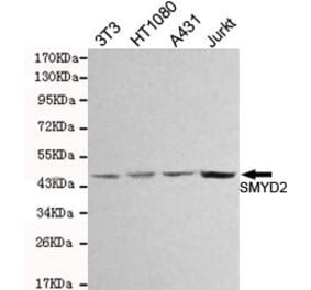 Anti-SMYD2 Antibody from Bioworld Technology (MB0147) - Antibodies.com