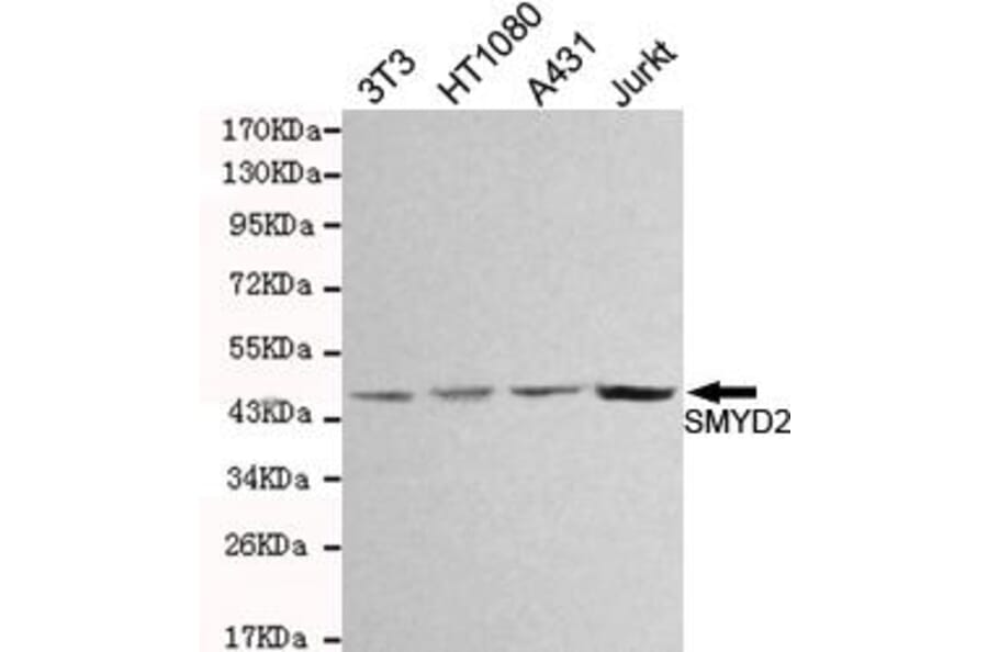 Anti-SMYD2 Antibody from Bioworld Technology (MB0147) - Antibodies.com
