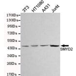 Anti-SMYD2 Antibody from Bioworld Technology (MB0147) - Antibodies.com