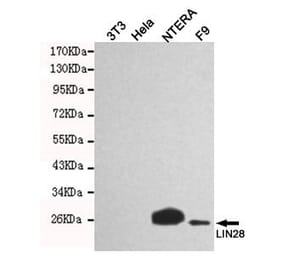 Anti-LIN28A Antibody from Bioworld Technology (MB0149) - Antibodies.com
