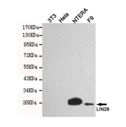 Anti-LIN28A Antibody from Bioworld Technology (MB0149) - Antibodies.com