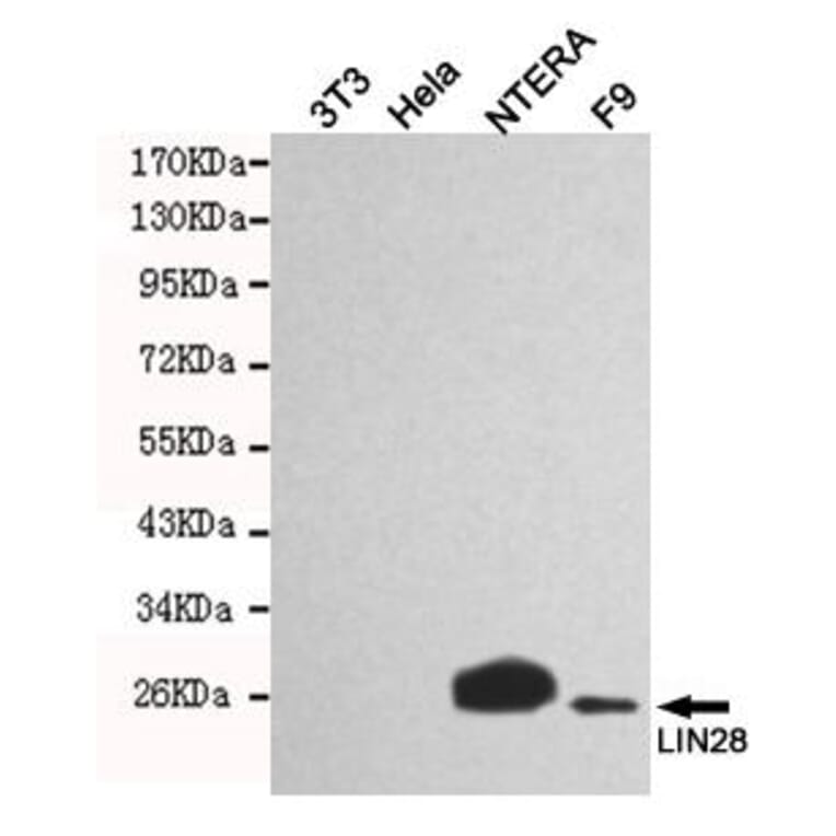 Anti-LIN28A Antibody from Bioworld Technology (MB0149) - Antibodies.com