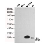 Anti-LIN28A Antibody from Bioworld Technology (MB0149) - Antibodies.com