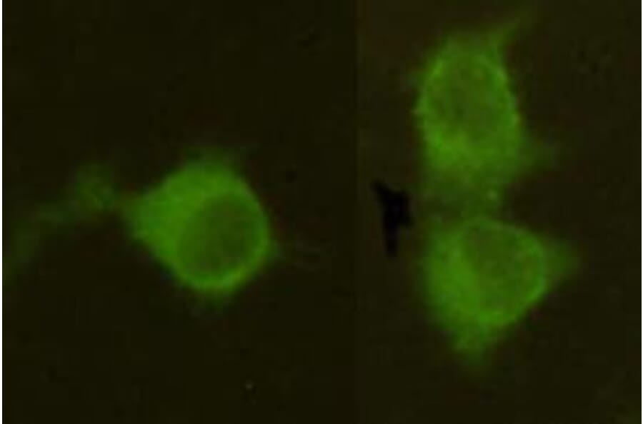 Anti-MPI Antibody from Bioworld Technology (MB0150) - Antibodies.com