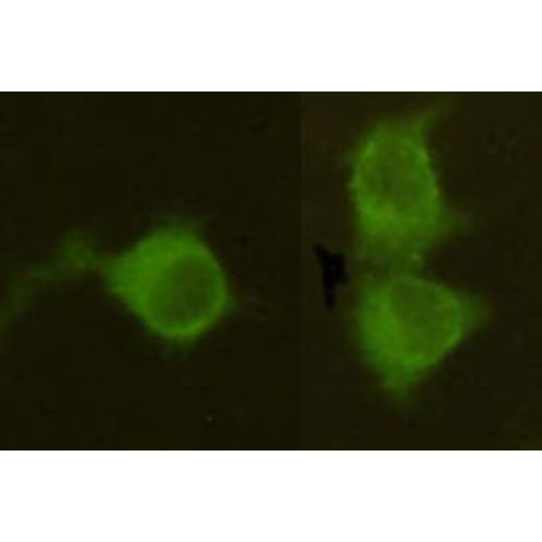 Anti-MPI Antibody from Bioworld Technology (MB0150) - Antibodies.com