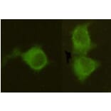 Anti-MPI Antibody from Bioworld Technology (MB0150) - Antibodies.com