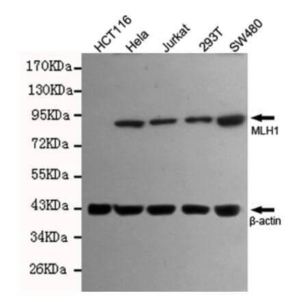 Anti-MLH1 Antibody from Bioworld Technology (MB0151) - Antibodies.com