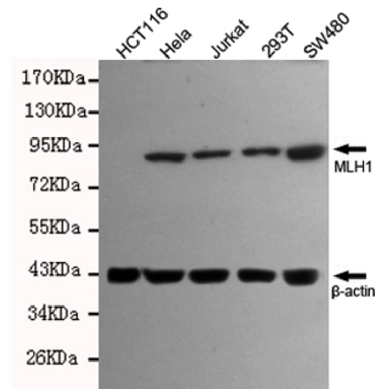 Anti-MLH1 Antibody from Bioworld Technology (MB0151) - Antibodies.com